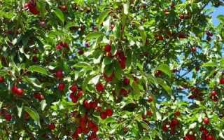 Юля Вишня: владимирская твёрк-дива