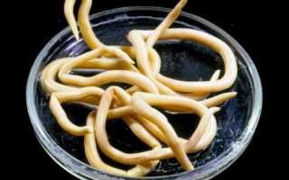 В мясе каких животных могут содержаться опасные паразиты