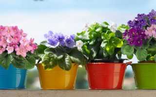 Идеальный горшок для фиалки: какой лучше выбрать?