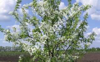 Груша Аллегро: описание сорта, вкус, опылители, уход, отзывы