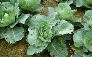 Капуста Белорусская 455: особенности, описание, реальные отзывы