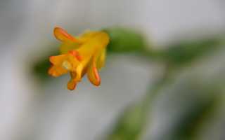 Коралловый кактус — хатиора. Особенности выращивания и ухода, разновидности цветка