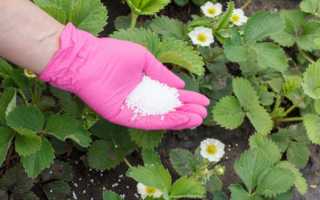 Карбамид (мочевина) удобрение — инструкция по применению весной и осенью в саду и огороде