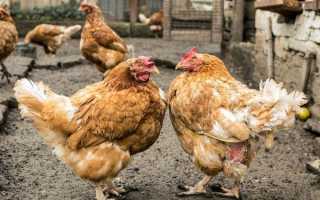 Сколько пальцев должно быть на лапке петуха: отклонения, заболевания и лечение