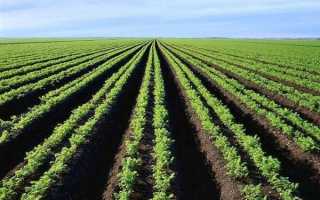 Гумус: что это такое, состав, как образуется, классификация почв по содержанию гумуса, как использовать гумусное удобрение