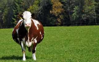 Сухостойный период. Закладываем будущую продуктивность коровы