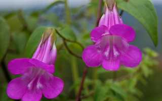 Азарина: разновидности и особенности выращивания