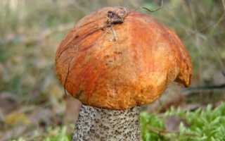 В лесу появились грибы обабки? Пора узнать, как их готовить!