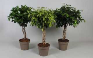 Самые интересные разновидности фикуса Бенджамина