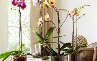 Что делать с орхидеей после покупки? Как ухаживать за ней в домашних условиях?