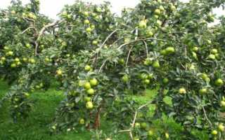 Летний сорт с хорошей лёжкостью — яблони Чудные