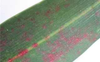 Методы лечения болезни гиппеаструма красный ожог и способы защиты от вредителей