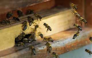 Что такое нозематоз у пчёл и как его лечить?