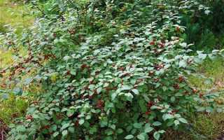 Описание и характеристики сорта вишни Апухтинская, посадка и уход