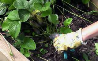 Клубника ламбада описание сорта фото отзывы садоводов