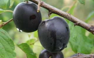 Абрикос кубанский черный описание сорта фото отзывы