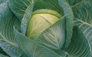 Капуста Килатон — описание сорта, фото, отзывы, посадка и уход