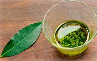 Ядовитый ли фикус или нет: чем вреден и опасен для человека и животных, безопасные сорта