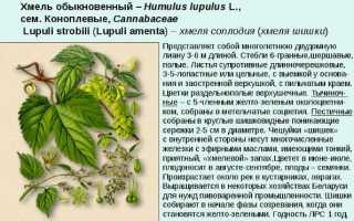 Шишки хмеля: полезные свойства и противопоказания