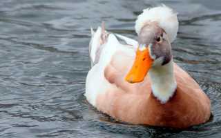 Хохлатая утка: описание породы и характеристика вида