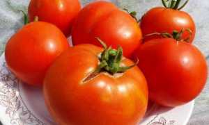 Томат «Лабрадор» — раннеспелый, погодостойкий и урожайный