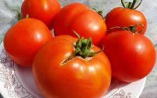 Томат «Лабрадор» — раннеспелый, погодостойкий и урожайный