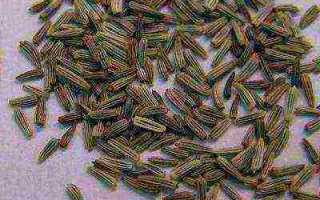 Нивяник крейзи дейзи посадка и уход в открытом грунте