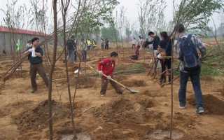 Посадка кустарников: как правильно и быстро высадить растения в грунт