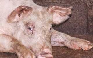 Пастереллёз у свиней: симптомы и лечение, профилактика