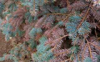 Чем лечить фузариоз чеснока, препараты в 2020 году