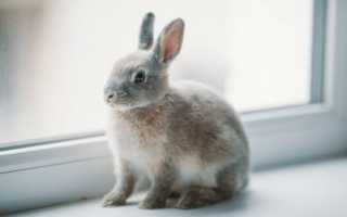 Декоративный кролик породы белка. Кролик породы белка