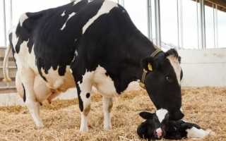 Если белок выходит боком: как выбрать правильный уровень протеина в рационе?