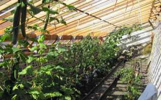 Посадка огурцов в теплице — расстояние между растениями