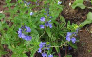 Вероника длиннолистная — полезные свойства, описание