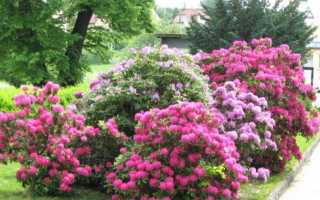 Рододендрон: описание, посадка в открытом грунте и уход за ним, чтобы обеспечить пышное цветение от Подмосковья до Сибири (80 Фото & Видео)