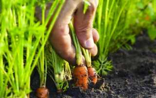 Сорта моркови для посадки под зиму: ранний урожай витаминов