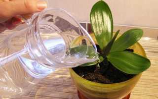 Добавляем изысканности в интерьер: орхидея в стеклянной вазе, колбе и других емкостях