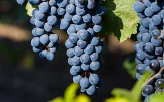 Винные сорта винограда для средней полосы – выбираем лучший