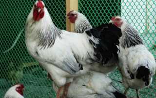 Кура породы первомайская: содержание и уход