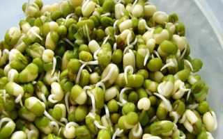 Как прорастить горох для посадки