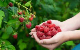 Лучшие сорта малины для краснодарского края отзывы