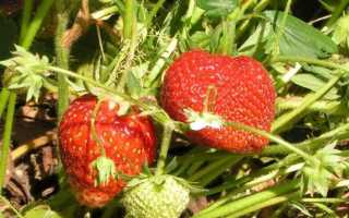 Описание сорта клубника Зенга Зенгана (+фото и отзывы)