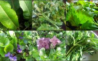 10 пряных трав на участке, которые позволят сэкономить на специях