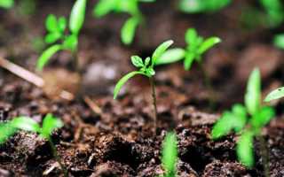 Томат черри ира характеристика и описание сорта