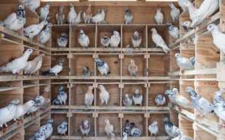 Голубятни и варианты конструкций