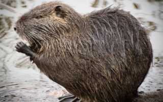 Домашние нутрии: рекомендации по разведению в домашних условиях, правила содержания и ухода