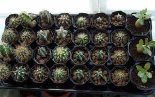 Проводим посев семян кактусов и выращиваем новые интересные экземпляры