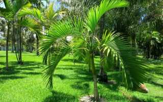 Хризалидокарпус — декоративная пальма для любителей тропиков