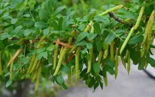 Самые необычные и перспективные бобовые культуры