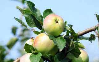 Яблоня Имрус — сочный, ароматный, сладкий сорт!